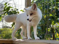 Moore Exotic Animal Ranch photo 5