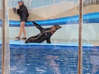 Gulfarium Marine Adventure Park photo 3