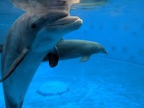 Gulfarium Marine Adventure Park photo 4