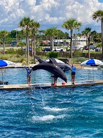 Gulfarium Marine Adventure Park photo 5