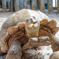 Gulfarium Marine Adventure Park photo 6