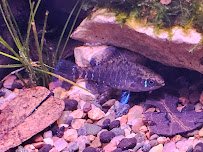 Jonahs Aquarium photo 5