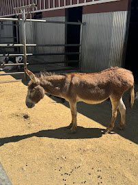 Montebello Barnyard Zoo photo 4