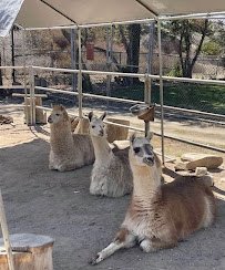 Montebello Barnyard Zoo photo 5