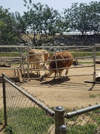 Montebello Barnyard Zoo photo 6