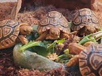 Tropical Treasures photo 3