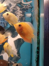 Tropical Treasures photo 4