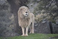 Lions Tigers & Bears The San Diego Animal Sanctuary®