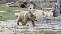 Lions Tigers & Bears The San Diego Animal Sanctuary® photo 2
