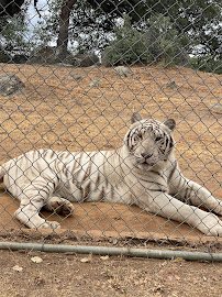 Lions Tigers & Bears The San Diego Animal Sanctuary® photo 3