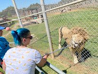 Lions Tigers & Bears The San Diego Animal Sanctuary® photo 4