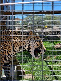 Lions Tigers & Bears The San Diego Animal Sanctuary® photo 5