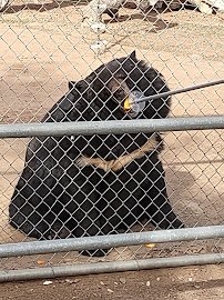 Lions Tigers & Bears The San Diego Animal Sanctuary® photo 6