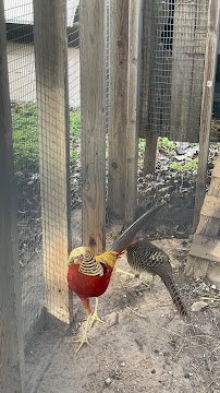 The Dunham Farm / Dunham Farm Wildlife Park / Petting Zoo photo 6