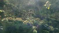 Discovery World's Reiman Aquarium photo 2