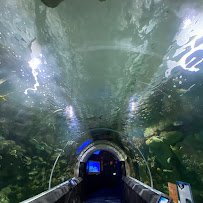 Discovery World's Reiman Aquarium photo 3