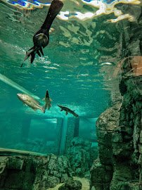 Discovery World's Reiman Aquarium photo 5