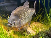 Discovery World's Reiman Aquarium photo 6