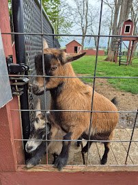 Pygmy Goat Petting Zoo