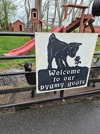 Pygmy Goat Petting Zoo photo 2