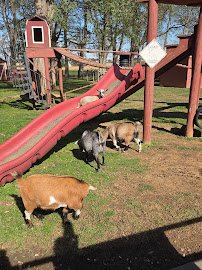 Pygmy Goat Petting Zoo photo 3