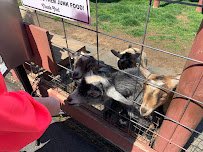 Pygmy Goat Petting Zoo photo 4