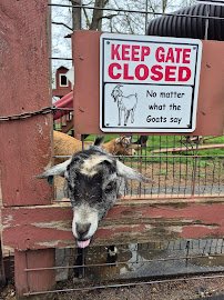 Pygmy Goat Petting Zoo photo 6