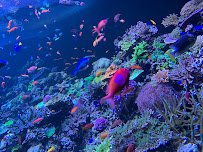 Phillip & Patricia Frost Museum of Science photo 4