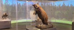 Museum of Idaho photo 2