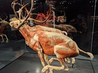 Museum of Idaho photo 5