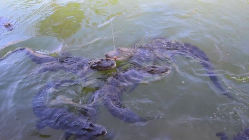 Golf N Gator photo 2