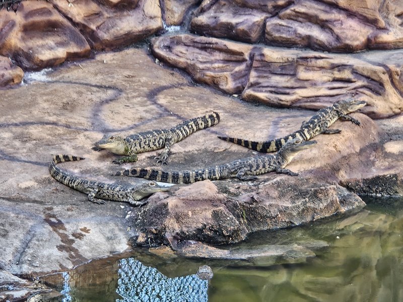 Golf N Gator photo 6