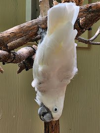 Lacerte Family Children's Zoo