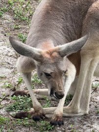 Animal EDventure Park & Safari photo 2