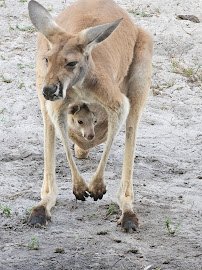 Animal EDventure Park & Safari photo 5