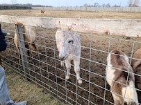 Summerfield Zoo photo 3