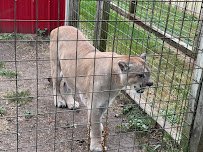 Summerfield Zoo photo 4