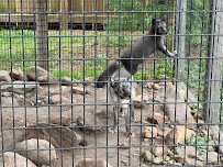 Summerfield Zoo photo 5