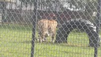 Wild Animal Safari - Springfield/Strafford, Missouri photo 2