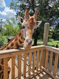 Wild Animal Safari - Springfield/Strafford, Missouri photo 4