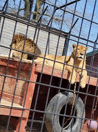 Wild Animal Safari - Springfield/Strafford, Missouri photo 5