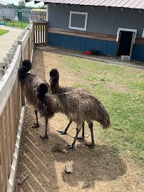Wild Animal Safari - Springfield/Strafford, Missouri photo 6