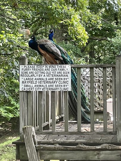 Maggie's Jungle Golf photo 4