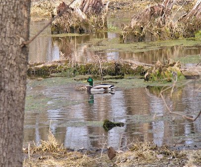 Crabtree Nature Center photo 5