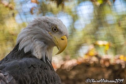 Chintimini Wildlife Center - Nature Center photo 5