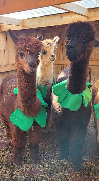 Green Roof Acres LLC, mobile petting zoo, parties and more