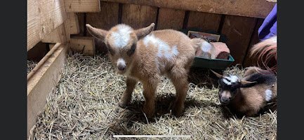 Green Roof Acres LLC, mobile petting zoo, parties and more photo 2