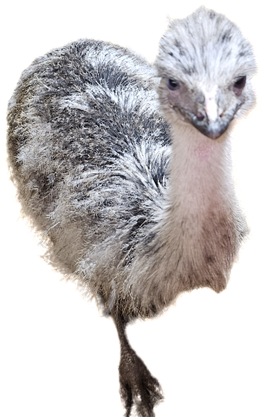 Green Roof Acres LLC, mobile petting zoo, parties and more photo 4