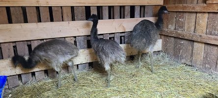 Green Roof Acres LLC, mobile petting zoo, parties and more photo 6