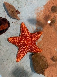 Florida Keys Aquarium Encounters photo 6
